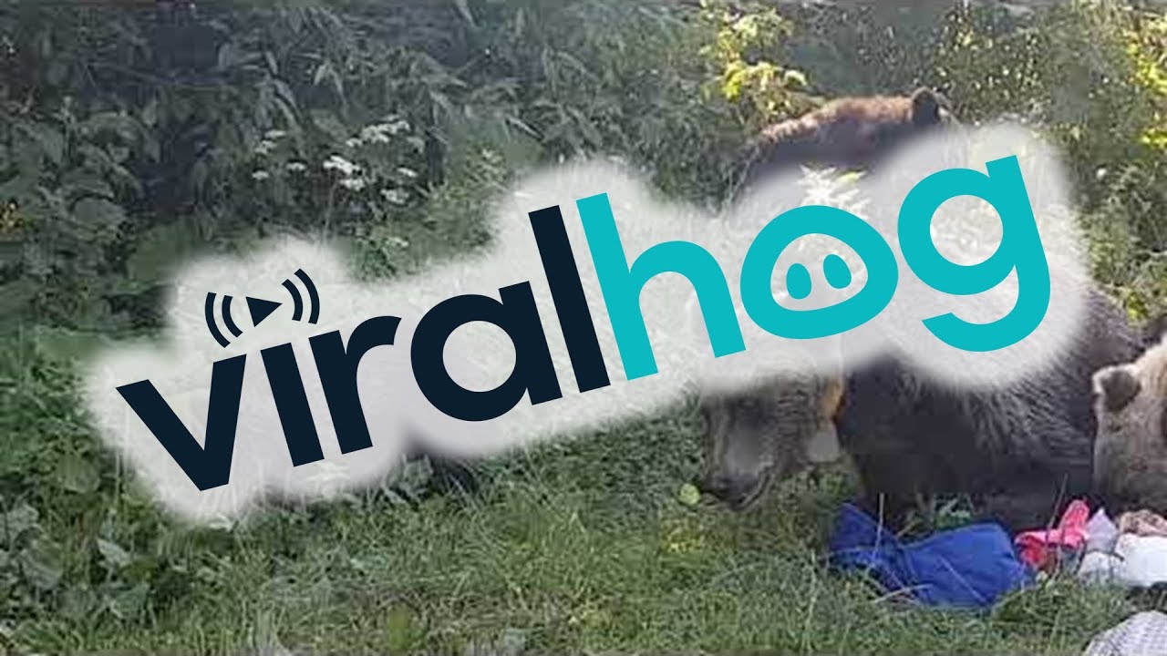 Bears Scared Away From Stealing Roadside Lunch ViralHog YouTube Bears Scared Away From Stealing Roadside Lunch ViralHog YouTube