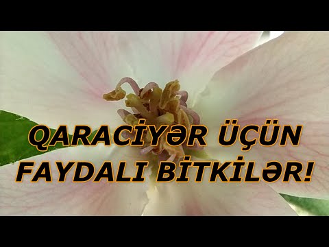 Video: Ən Faydalı Bitki Yağı Hansıdır?