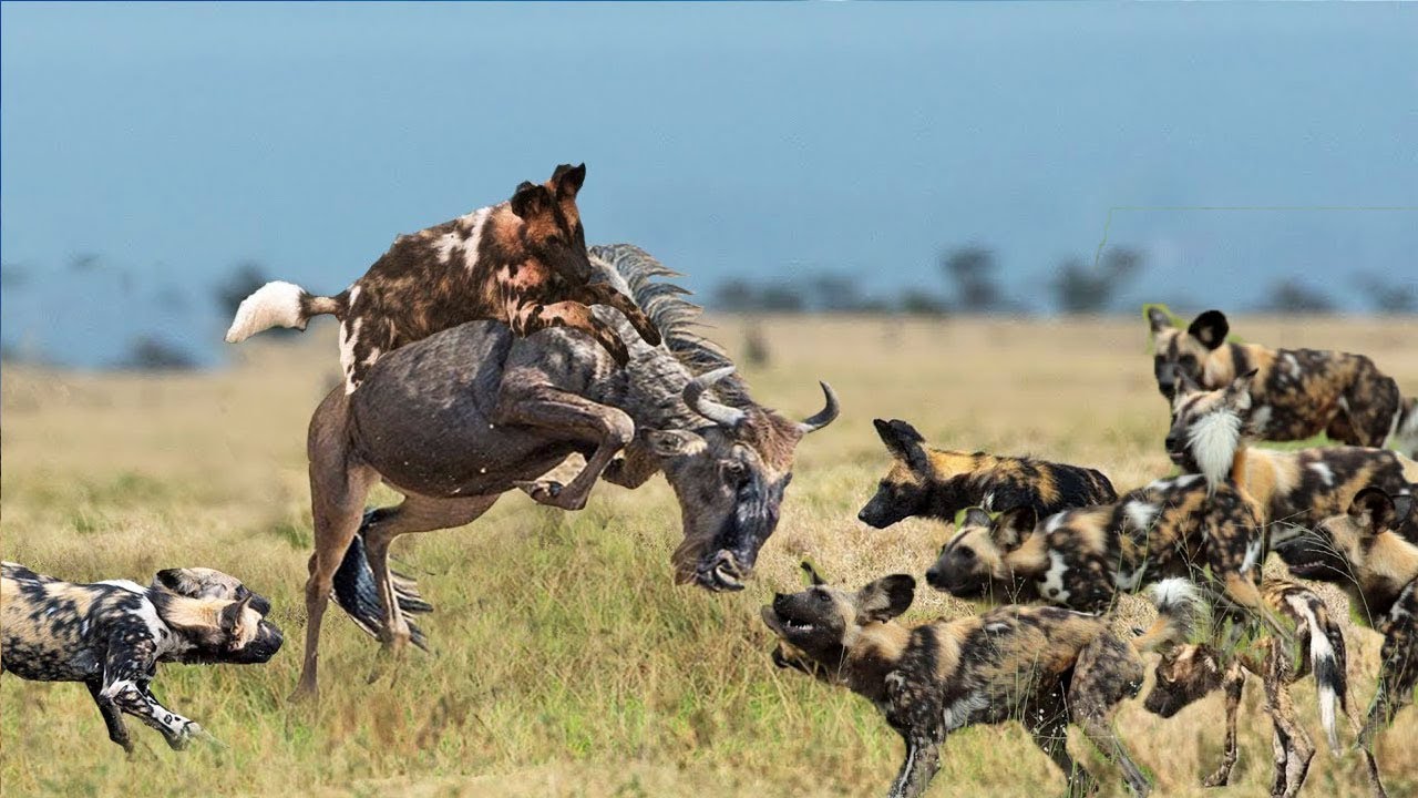 Best Wild animal fight compilation 2021 Buffalo vs Wild dogs Two