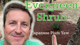 Great Evergereen Shrub! 🌲Japanese Plum Yew | HOW TO PLANT |