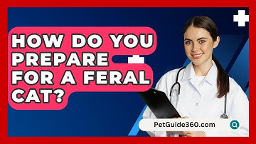 How Do You Prepare For A Feral Cat? - PetGuide360.com