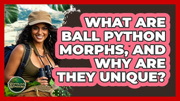 What Are Ball Python Morphs, And Why Are They Unique? - Reptilian Wonders