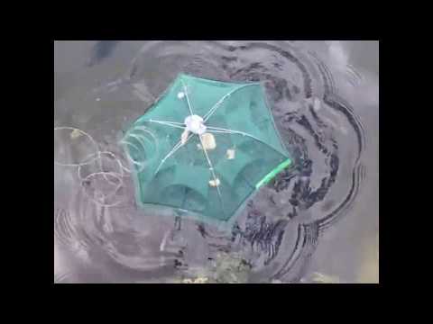 Amazing Folding Fish
