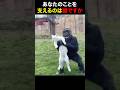 家族になった二人　 #動物 #動物プロダクション #ねこ