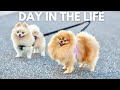 Life with 2 Pomeranians | A Day in the Life of a Pomeranian