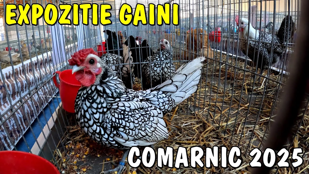 Expoziție Găini de rasă la Comarnic 2025 + incubator de ouă vechi din anul 1898 Viața la țară