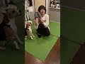 完全にしつけを失敗している飼主#ビーグル#beagle#しつけ