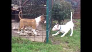 Bull Terrier Puppies