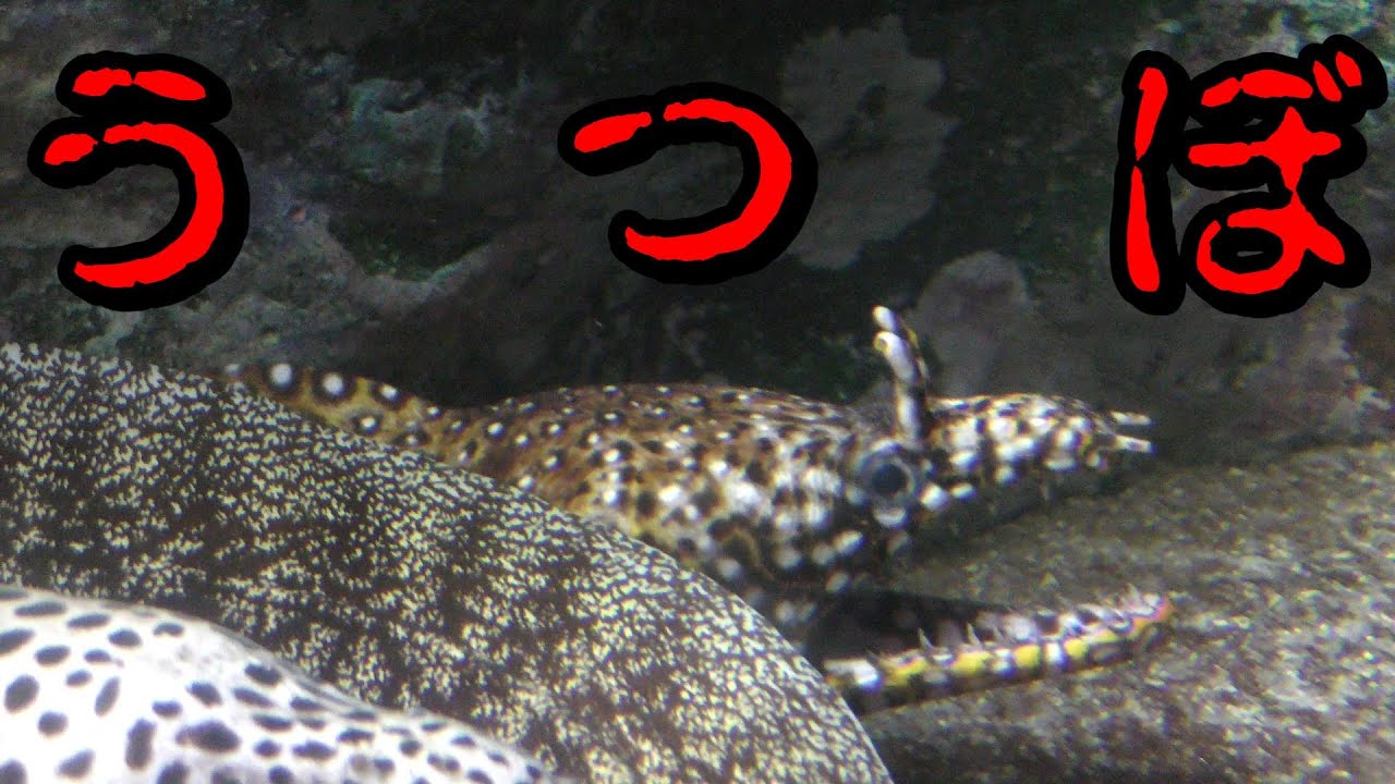 ウツボ』の動画 - YouTube