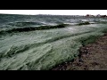 "Цветение" в Одесском заливе сине-зеленых водорослей-4.