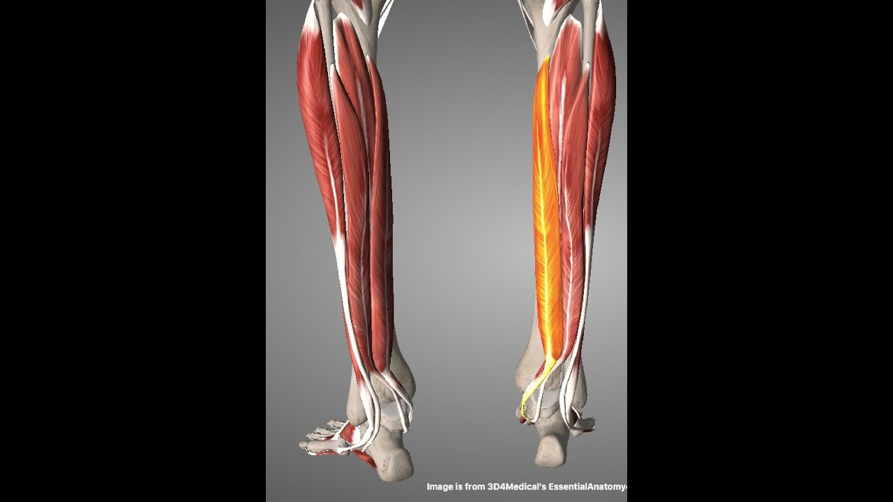 ΕΡΓΑΣΤΗΡΙΟ ΛΕΙΤΟΥΡΓΙΚΗΣ ΑΝΑΤΟΜΙΚΗΣ   Τετάρτη, 13 Μαΐου 2020