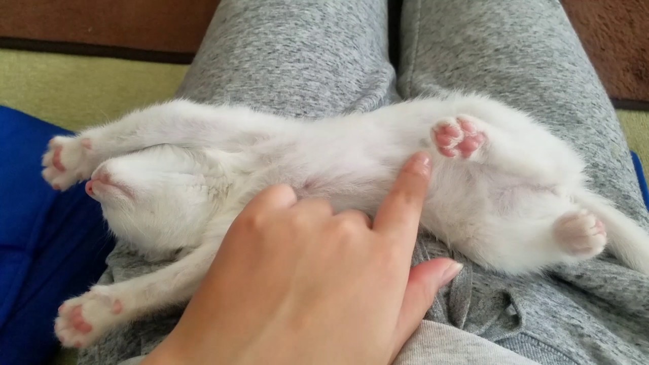 お腹の上で、仰向けになって寝る子猫。触っても全然起きないよ。 YouTube