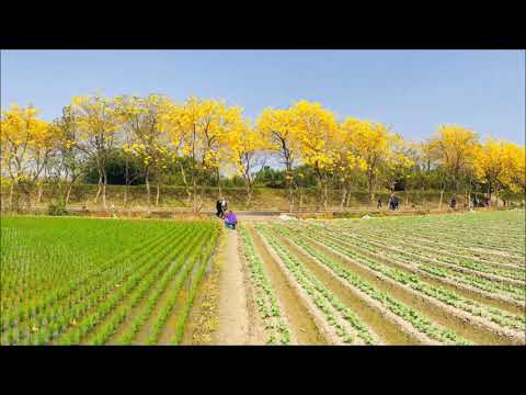 20200302嘉義太保朴子溪黃金隧道╴黃花風鈴木怒放