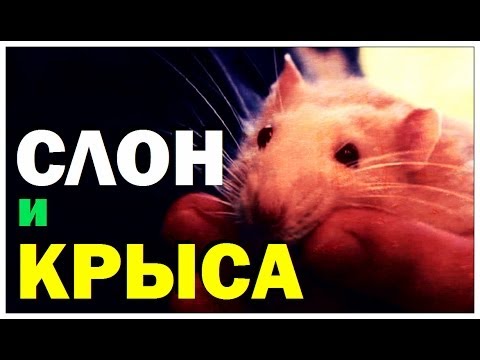 Галилео. Слон и крыса