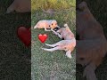 Love is in the air❤️#dogs