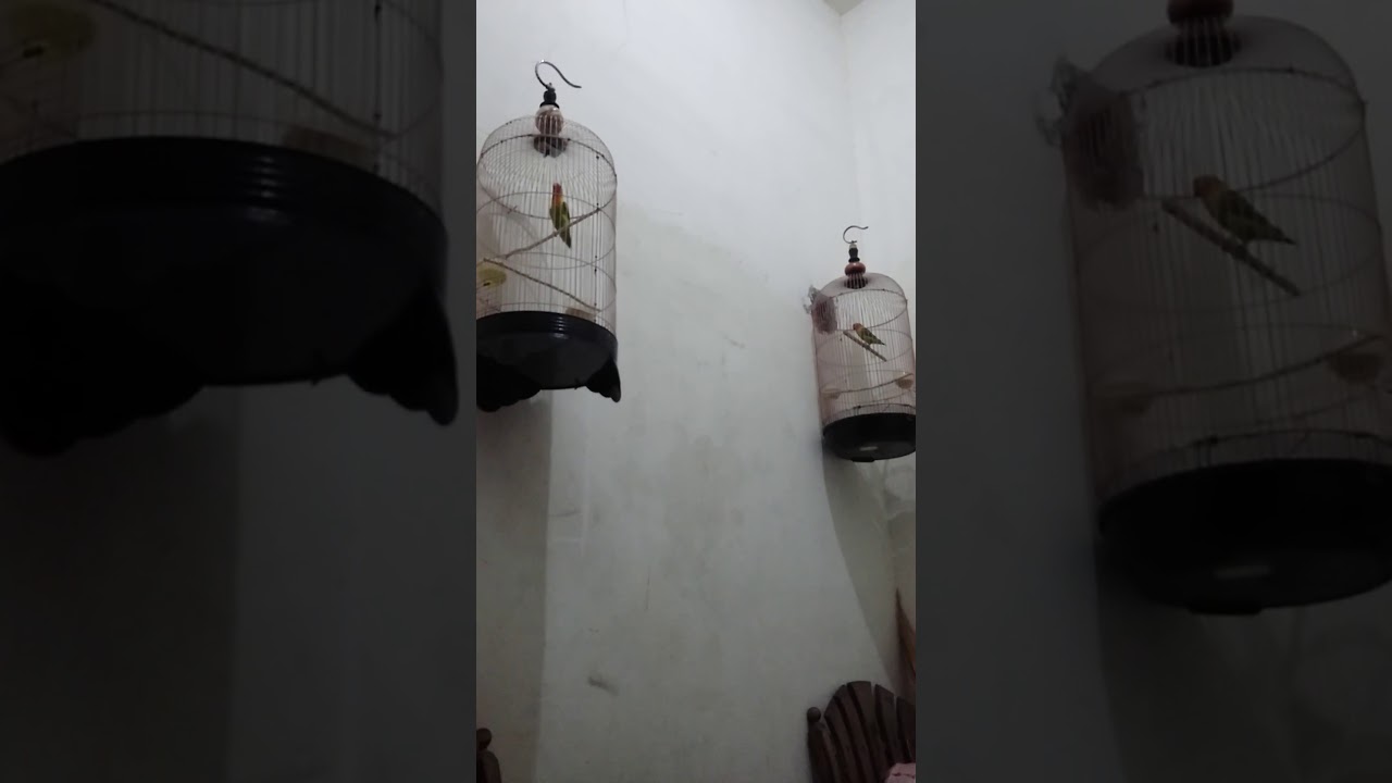 Burung Lovebird Pasjo Josan Youtube