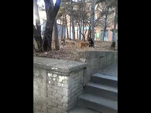 Собаки ебутся - YouTube