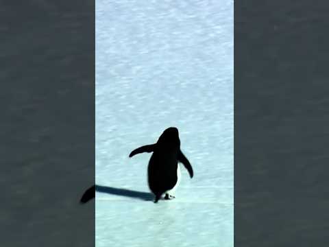He Walked Away From Everything | The Penguin Who Chose Freedom