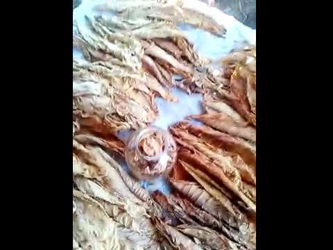 подготовка табака к ферментации