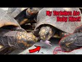 My Tortoises Ate Baby Mice!!!