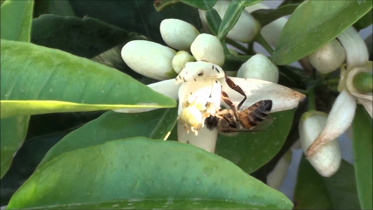 Honey Bee on citrus - Lisbon lemon citrus tree in bloom with white flowers - YouTube Honey Bee on citrus - Lisbon lemon citrus tree in bloom with white flowers - YouTube