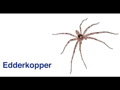 Video: Hvorfor Drømmer Store Edderkopper