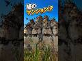 🏰🕊️ なぜエジプトの農家は鳩のために城を建てるのか? #shorts