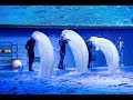 Владивосток. Океанариум. Выступление белух и морских котиков (без моржа) 2017