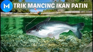 TERNYATA MANCING IKAN PATIN ITU MUDAH CARANYA!