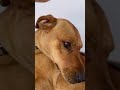 Egg dog gone in 60 seconds!