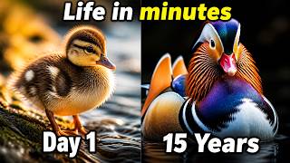 Mandarin Duck's Entire Life in 15 Years | Chick to Old Age