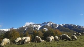 Reşadiye Türküleri Halay - Horon Tozanlı Yaylaları