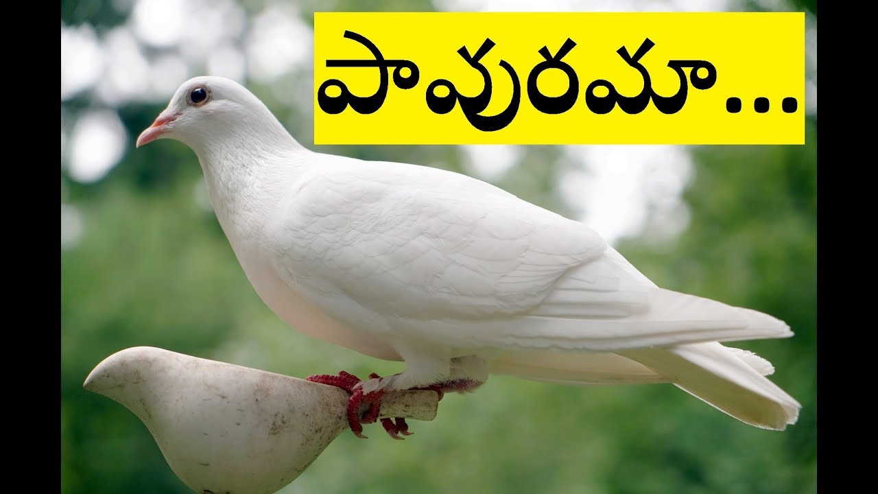 Pavurama nee prema entha madhuramu  Telugu christian song with lyrics 