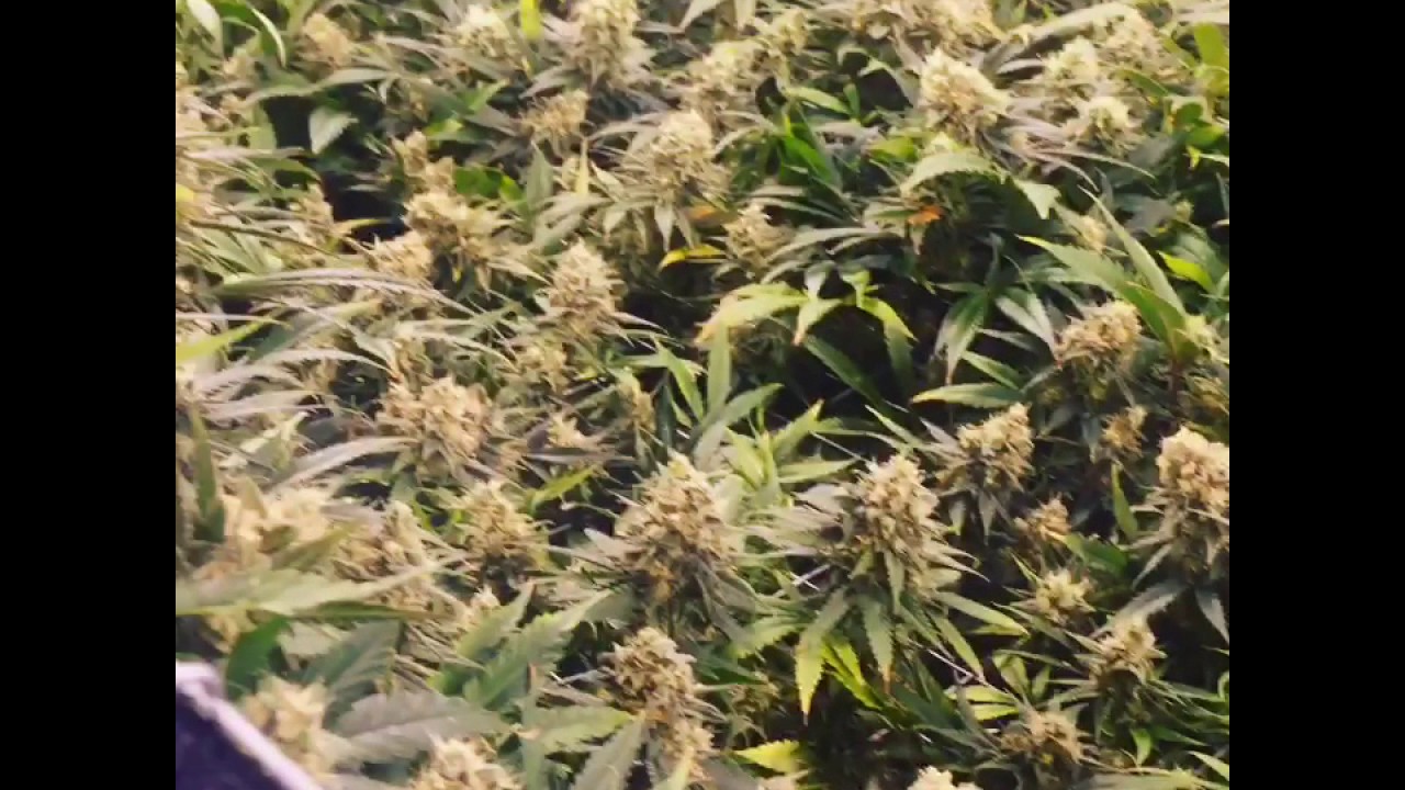 Sour OG Just a little