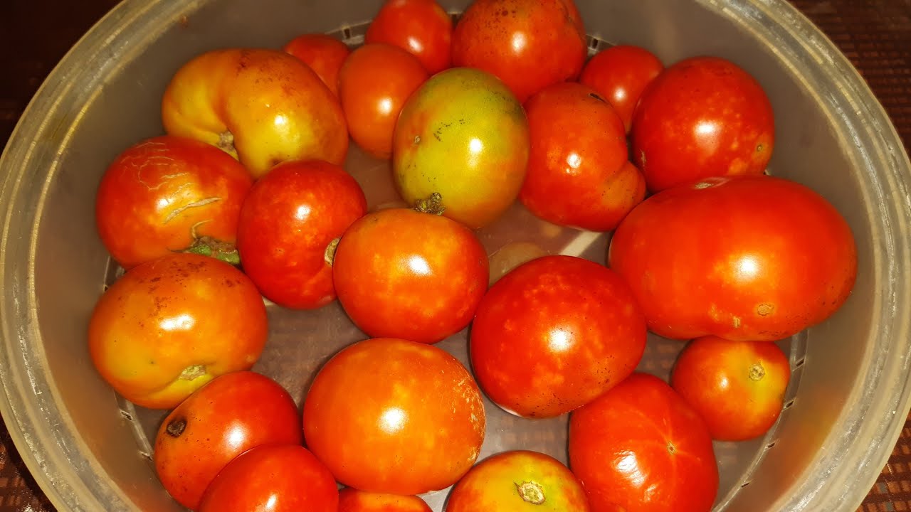 Fry Dumpling & Stewed Tomatoes YouTube