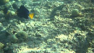 Snorkeling en mer rouge (Taba - Egypte)