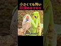 小さくても怖い砂漠のカマキリ