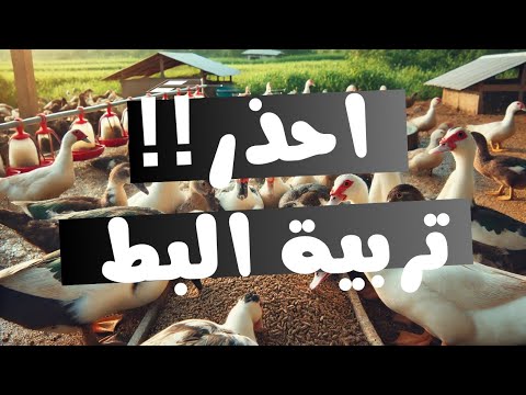 احذر العلف البادى مصيبة اكبر غلطة فى تربية البط استخدام الاعلاف فى تربية البط بكل سهولة