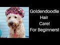 THE TRUTH ABOUT GOLDENDOODLES! HAIR CARE FOR BEGINNERS!