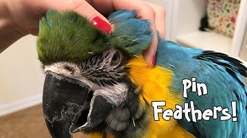 Rachel Blue and Gold Macaw Pin Feathers