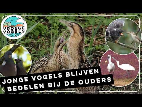 Hongerige jonge vogels zeuren om eten | Zelf Geschoten | Vroege Vogels