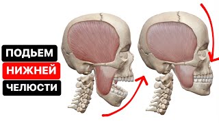 Подьем нижней челюсти в височно-нижнечелюстном суставе / 3d визуализация