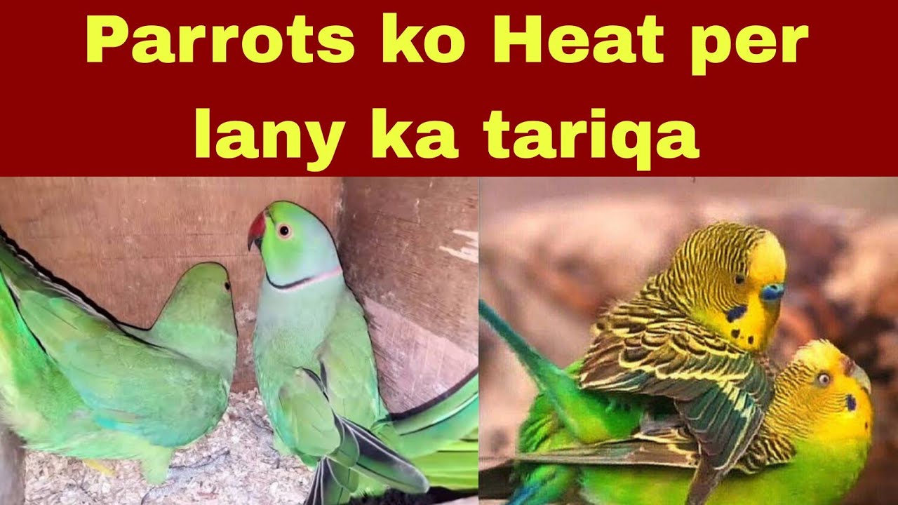 Indian Ringneck parrots ko Heat per lanay ka tariqa Urdu Hindi YouTube
