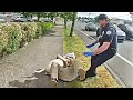Taser Stops Man From Attacking His Own Dog
