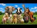 21 Cute Animal Sounds For Toddlers 🐱🐮 | Learn Animal Names | Animal Farm .