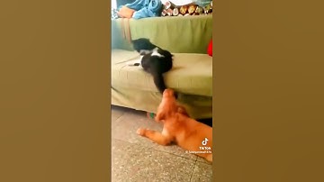 cún con can đâu không can đi can vào đuôi con mèo cái kết là bị #shorts 😁🤣🤣🤣🤣