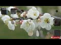 Flower7♡Cherry Blossom Piano♡