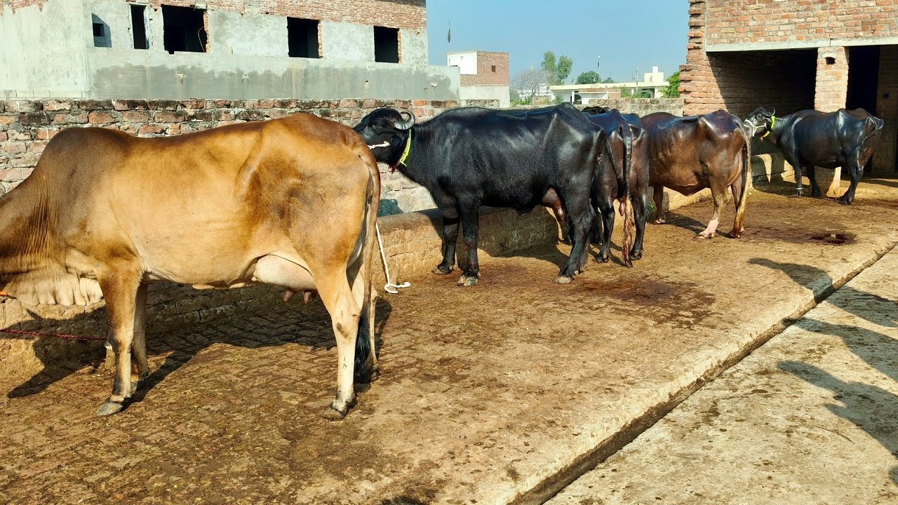 مدثر وڑائچ ساروکی4بلکل سجری سوئی بھینسیں2گائیں برائے فروخت22اکتوبر2025 apna surkyian channel 