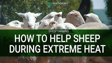 How To Help Sheep During Extreme Heat | Sheep Farming | Verticroft Holdings | Ryan Singlehurst