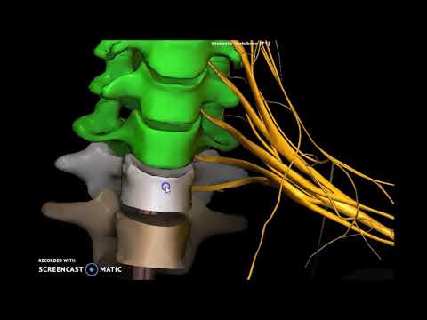 Video: Cos'è il plesso brachiale?